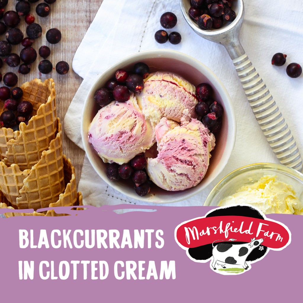 Consort Frozen Foods Ltd Marshfield Blackcurrant in Clotted Cream